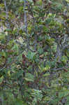 Green alder <BR>Mountain alder